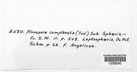 Calophoma complanata image
